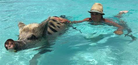 eleuthera pigs|Harbour Island Pink Sands Experience with Swimming Pigs and。